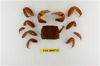 藏品(圓額新脹蟹)的圖片